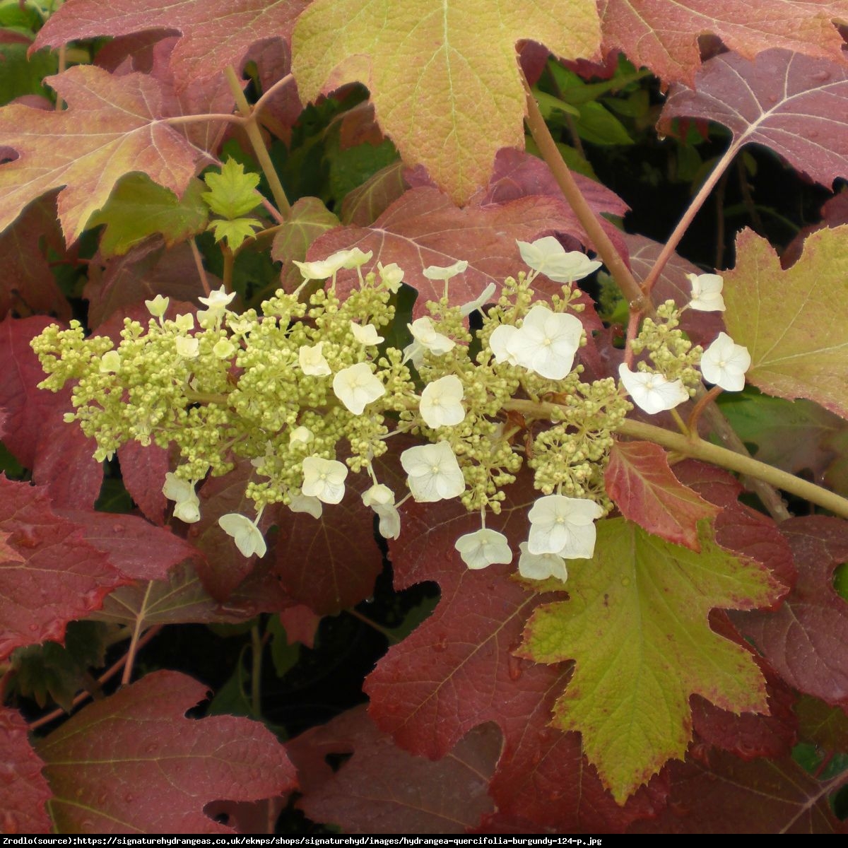 Hortensja dębolistna Burgundy - Hydrangea quercifolia Burgundy