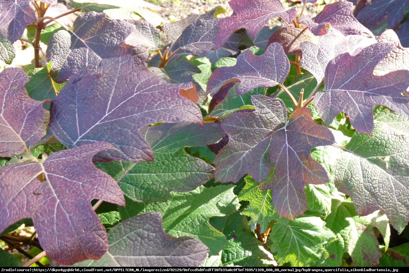 Hortensja dębolistna Burgundy - Hydrangea quercifolia Burgundy