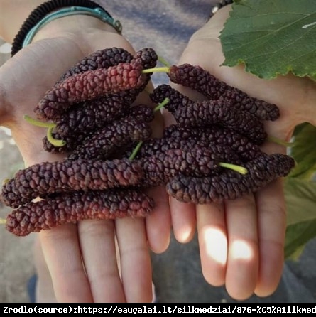 Morwa biała Giant Fruit -SUPER DUŻE OWOCE!!!  - Morus rotundiloba Giant Fruit