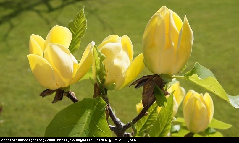 Magnolia Golden Gift - Żółty PREZENT wprost do twojego ogrodu!!! - Magnolia Golden Gift