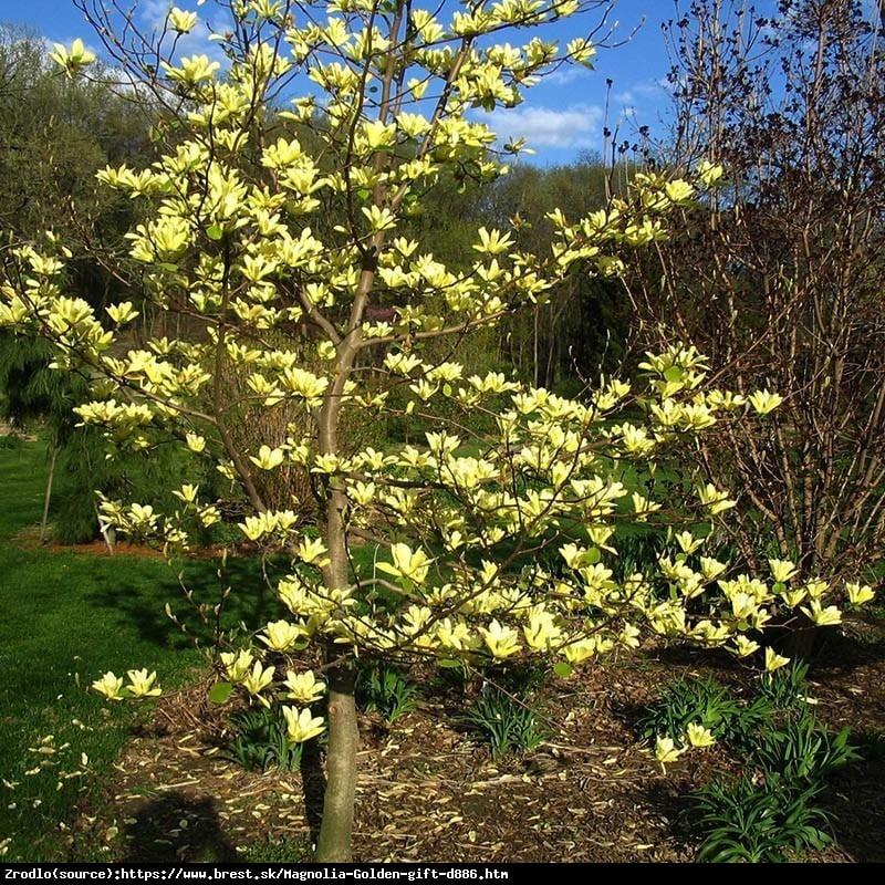 Magnolia Golden Gift - Żółty PREZENT wprost do twojego ogrodu!!! - Magnolia Golden Gift