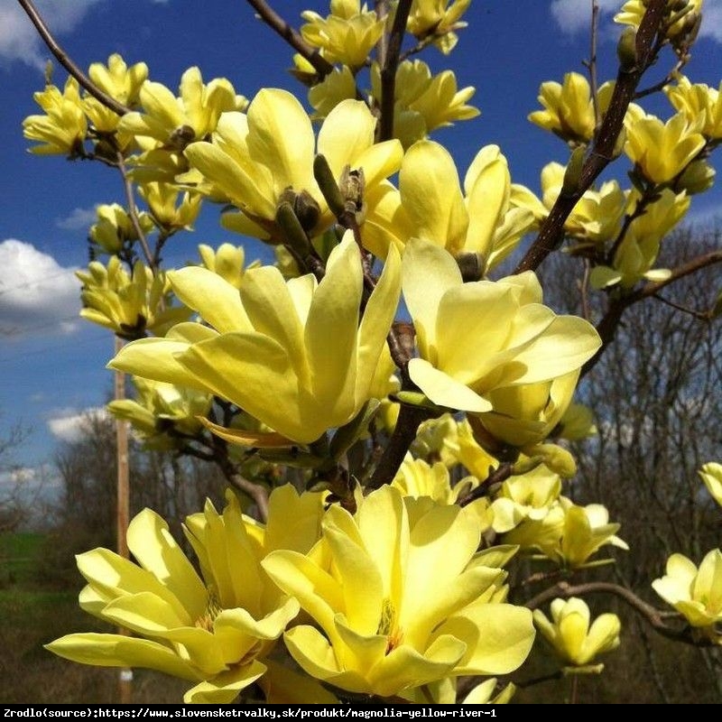 Magnolia Golden Gift - Żółty PREZENT wprost do twojego ogrodu!!! - Magnolia Golden Gift