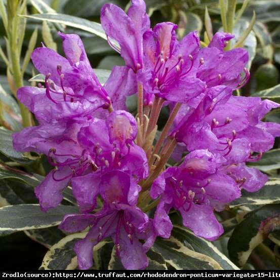 Różanecznik Pontyjski Variegatum- ZIMOZIELONY KRZEW O BIAŁO OBRZEŻONYCH LIŚCIACH. - Rhododendron ponticum Variegatum