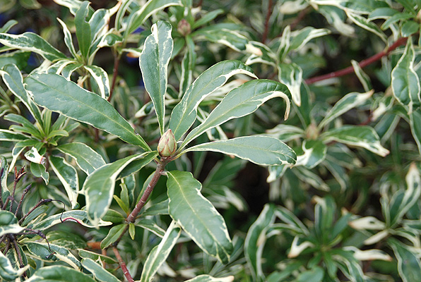 Różanecznik Pontyjski Variegatum- ZIMOZIELONY KRZEW O BIAŁO OBRZEŻONYCH LIŚCIACH. - Rhododendron ponticum Variegatum