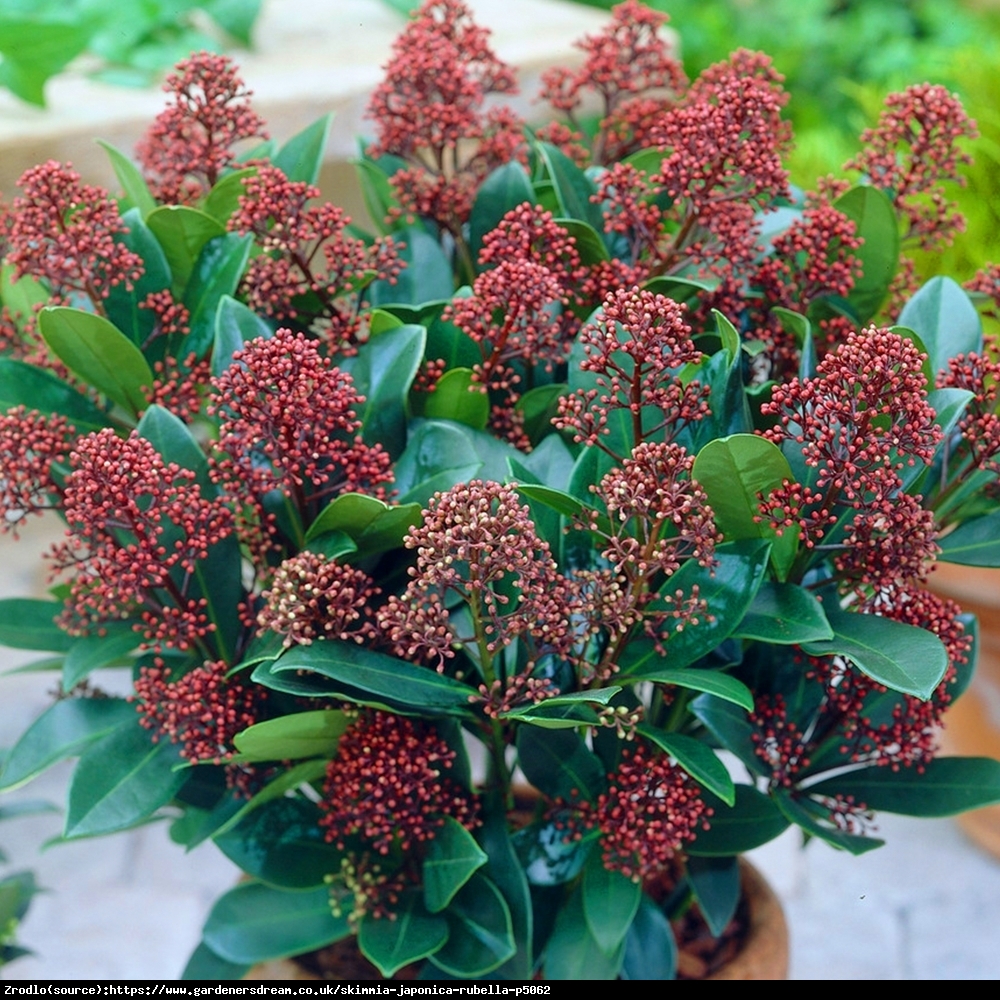 Skimia japońska Rubella - zimozielona piękność, PACHNĄCA - Skimmia japonica Rubella