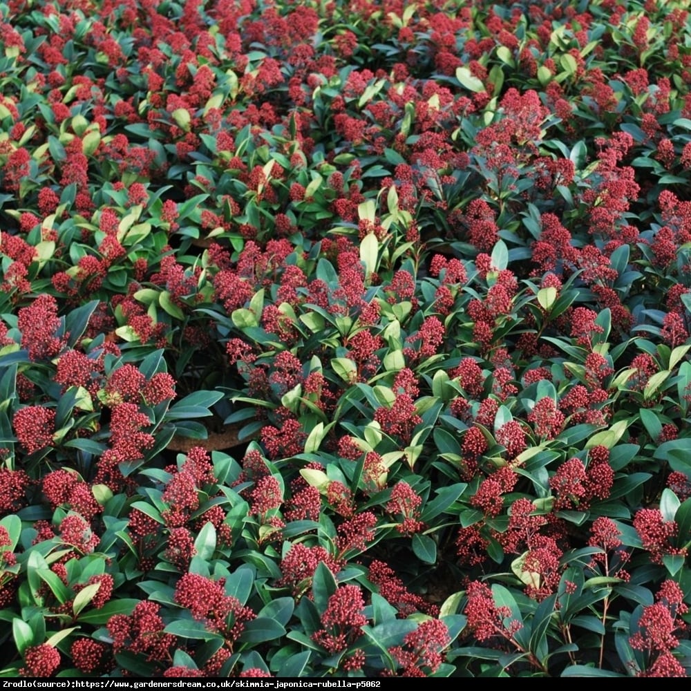 Skimia japońska Rubella - zimozielona piękność, PACHNĄCA - Skimmia japonica Rubella