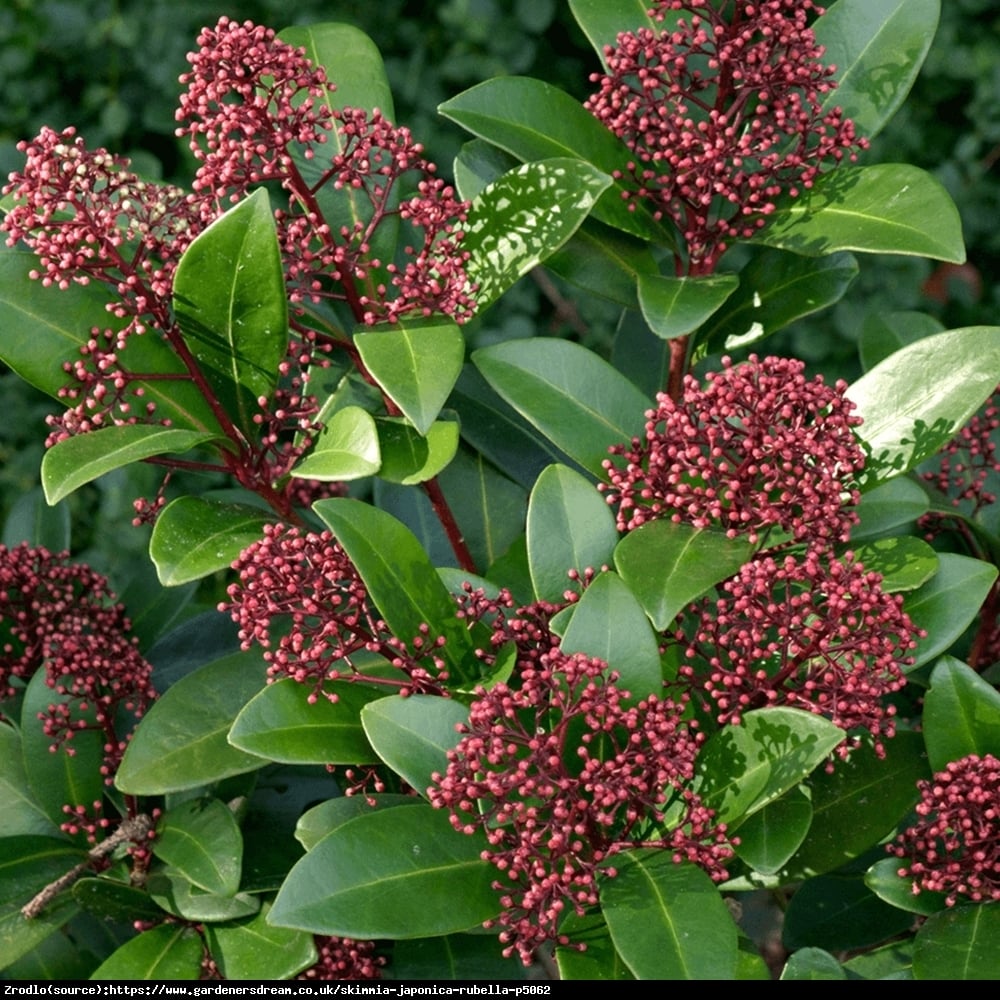 Skimia japońska Rubella - zimozielona piękność, PACHNĄCA - Skimmia japonica Rubella