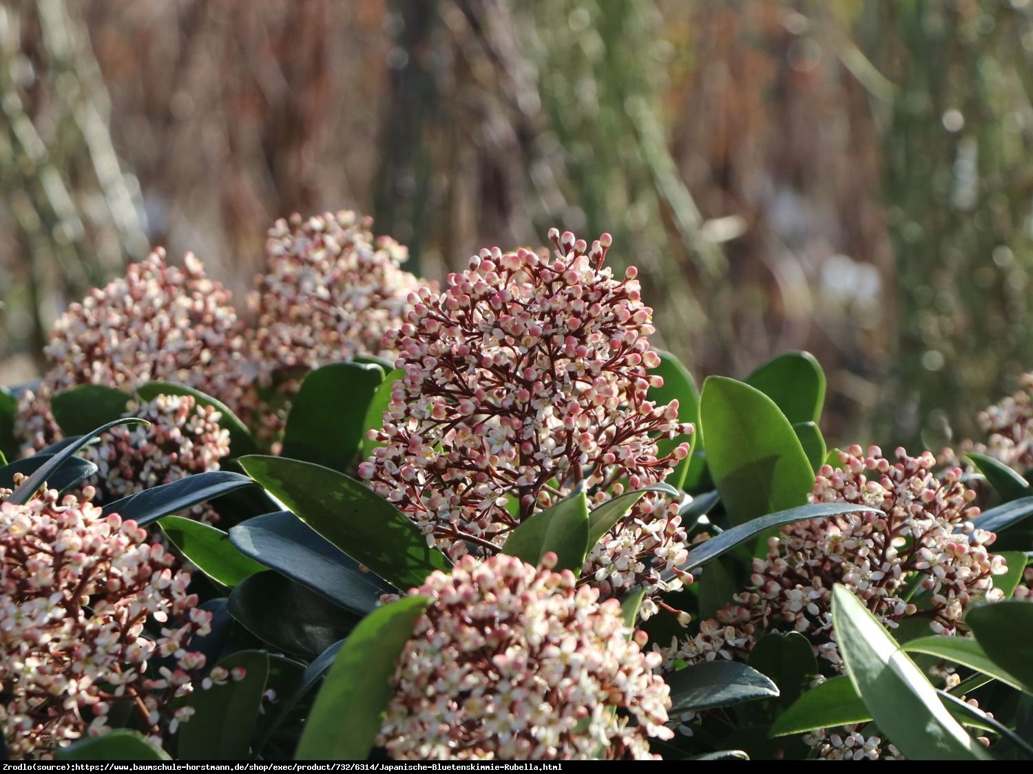 Skimia japońska Rubella - zimozielona piękność, PACHNĄCA - Skimmia japonica Rubella