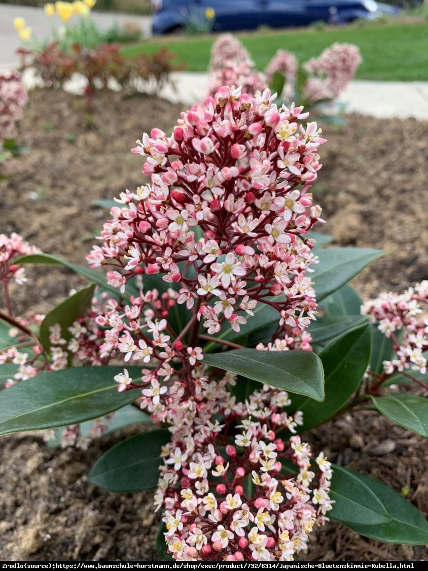 Skimia japońska Rubella - zimozielona piękność, PACHNĄCA - Skimmia japonica Rubella