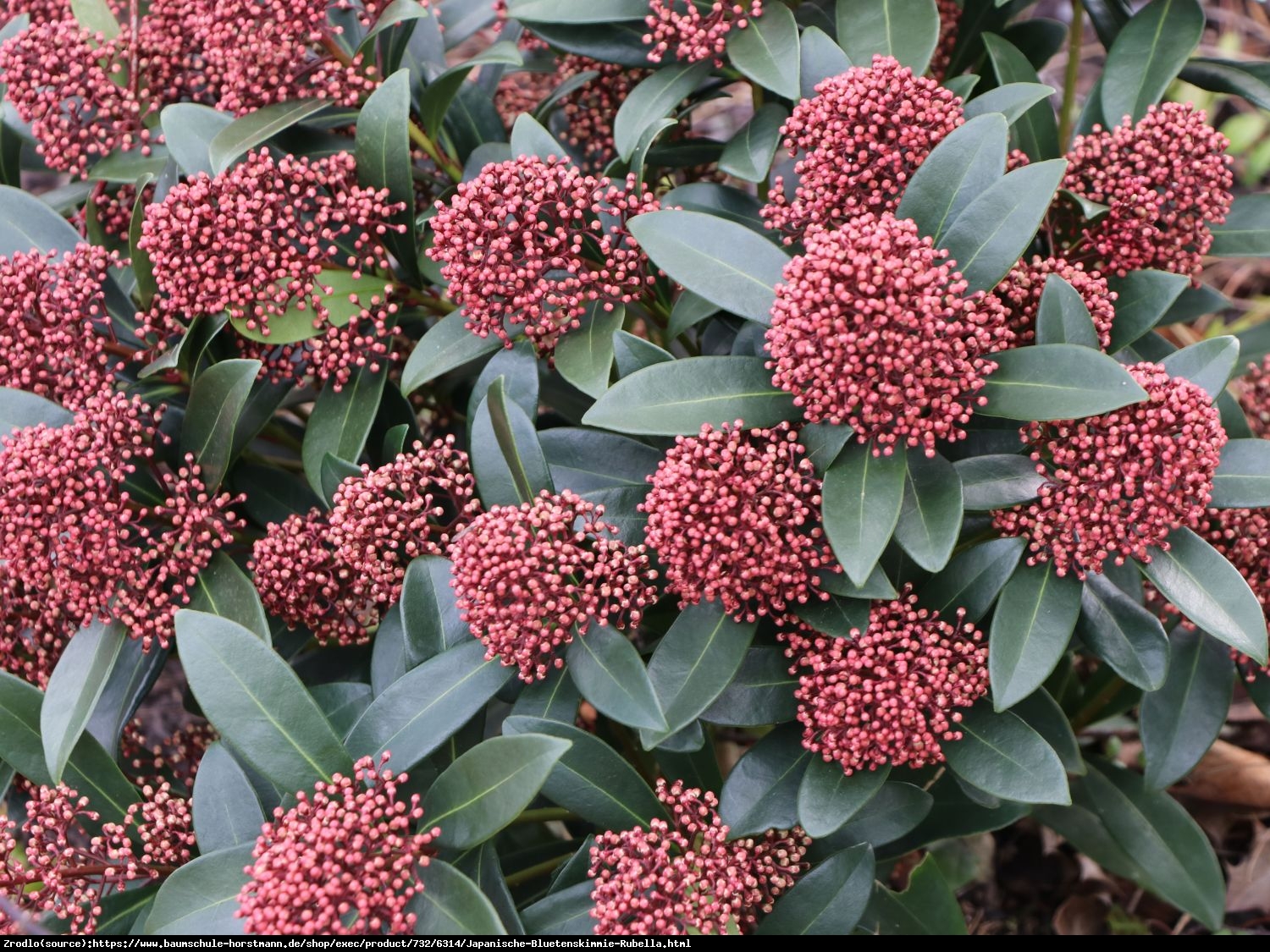 Skimia japońska Rubella - zimozielona piękność, PACHNĄCA - Skimmia japonica Rubella