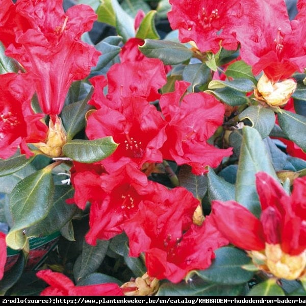 Różanecznik karłowy Baden Baden- SPEKTAKULARNE WIOSENNE KWITNIENIE!!! - Rhododendron Baden-Baden