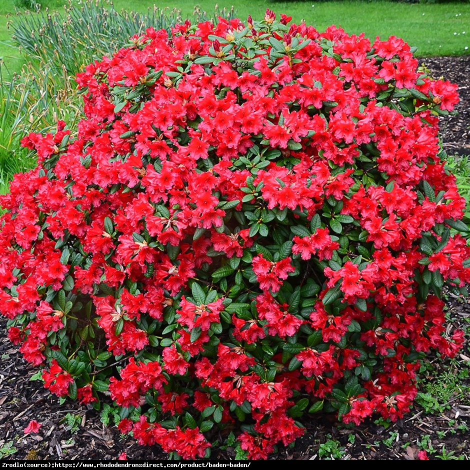 Różanecznik karłowy Baden Baden- SPEKTAKULARNE WIOSENNE KWITNIENIE!!! - Rhododendron Baden-Baden