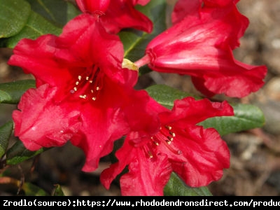 Różanecznik karłowy Baden Baden- SPEKTAKULARNE WIOSENNE KWITNIENIE!!! - Rhododendron Baden-Baden