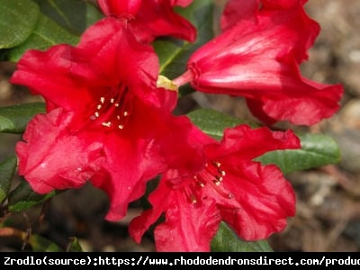 Różanecznik karłowy Baden Baden- SPEKTAKULARNE WIOSENNE KWITNIENIE!!! - Rhododendron Baden-Baden