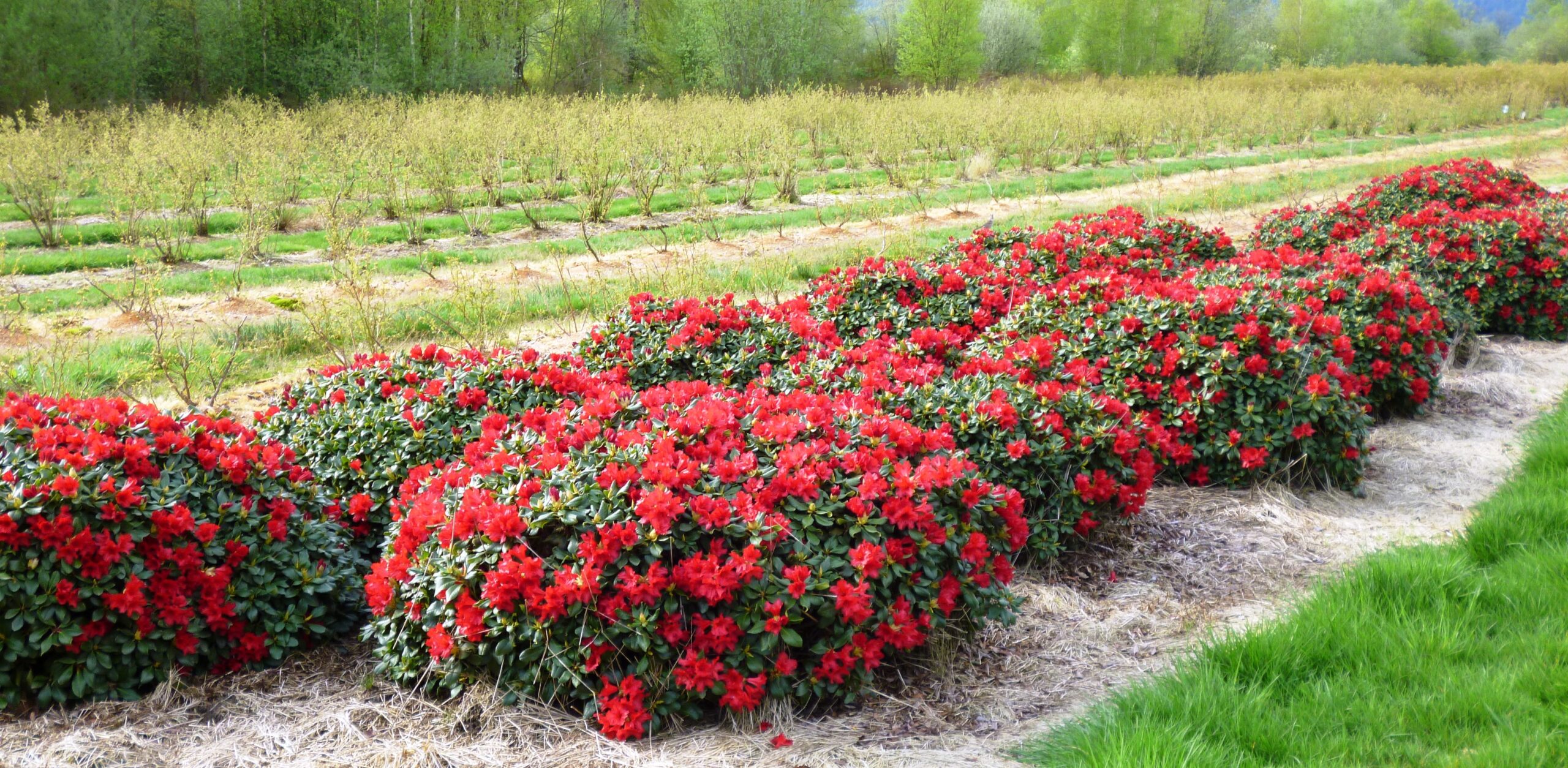 Różanecznik karłowy Baden Baden- SPEKTAKULARNE WIOSENNE KWITNIENIE!!! - Rhododendron Baden-Baden