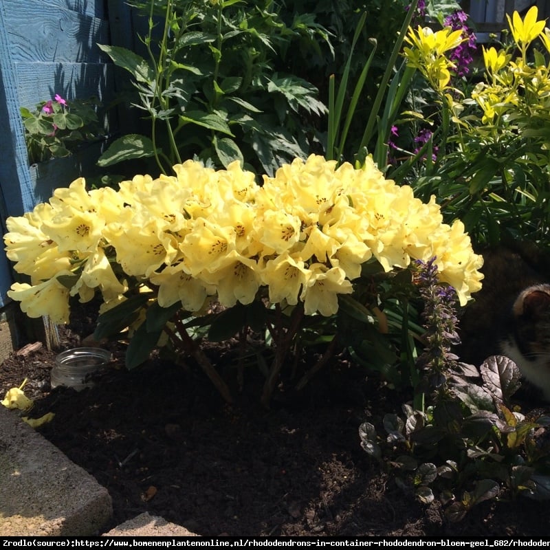 Różanecznik  Saffrano - ŻÓŁTE KWIATY, przepiękny zapach - Rhododendron  Saffrano