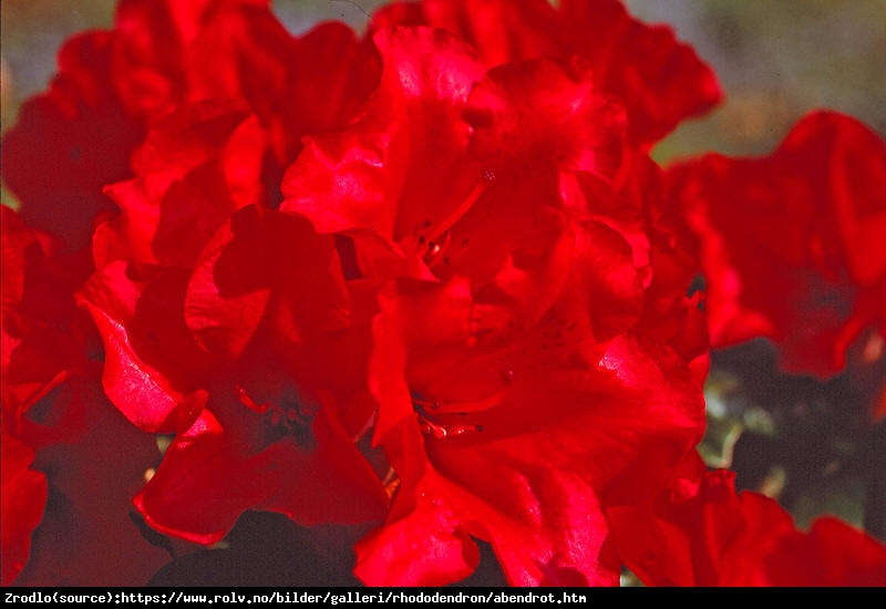 Różanecznik karłowy Abendrot-CIEMNOCZERWONE KWIATY!!! - Rhododendron Abendrot