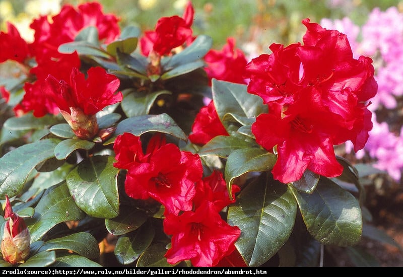 Różanecznik karłowy Abendrot-CIEMNOCZERWONE KWIATY!!! - Rhododendron Abendrot