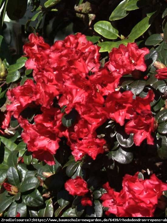 Różanecznik karłowy Abendrot-CIEMNOCZERWONE KWIATY!!! - Rhododendron Abendrot