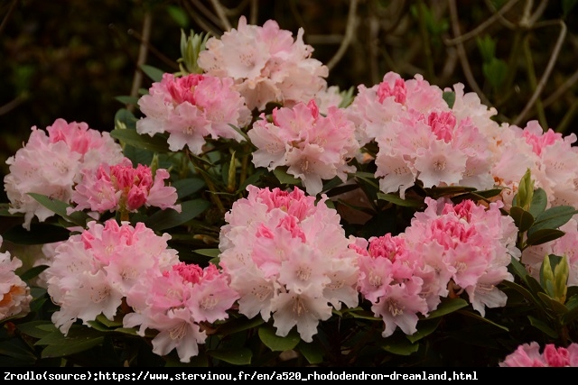 Różanecznik  Dreamland - łososiowo-różowe kwiaty - Rhododendron  Dreamland