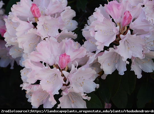 Różanecznik  Dreamland - łososiowo-różowe kwiaty - Rhododendron  Dreamland