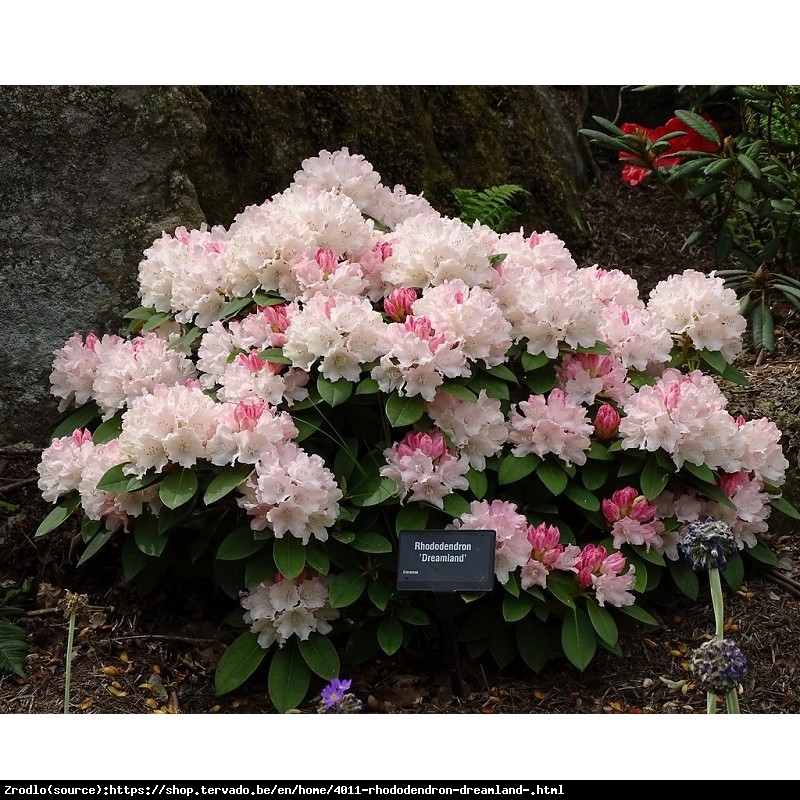 Różanecznik  Dreamland - łososiowo-różowe kwiaty - Rhododendron  Dreamland
