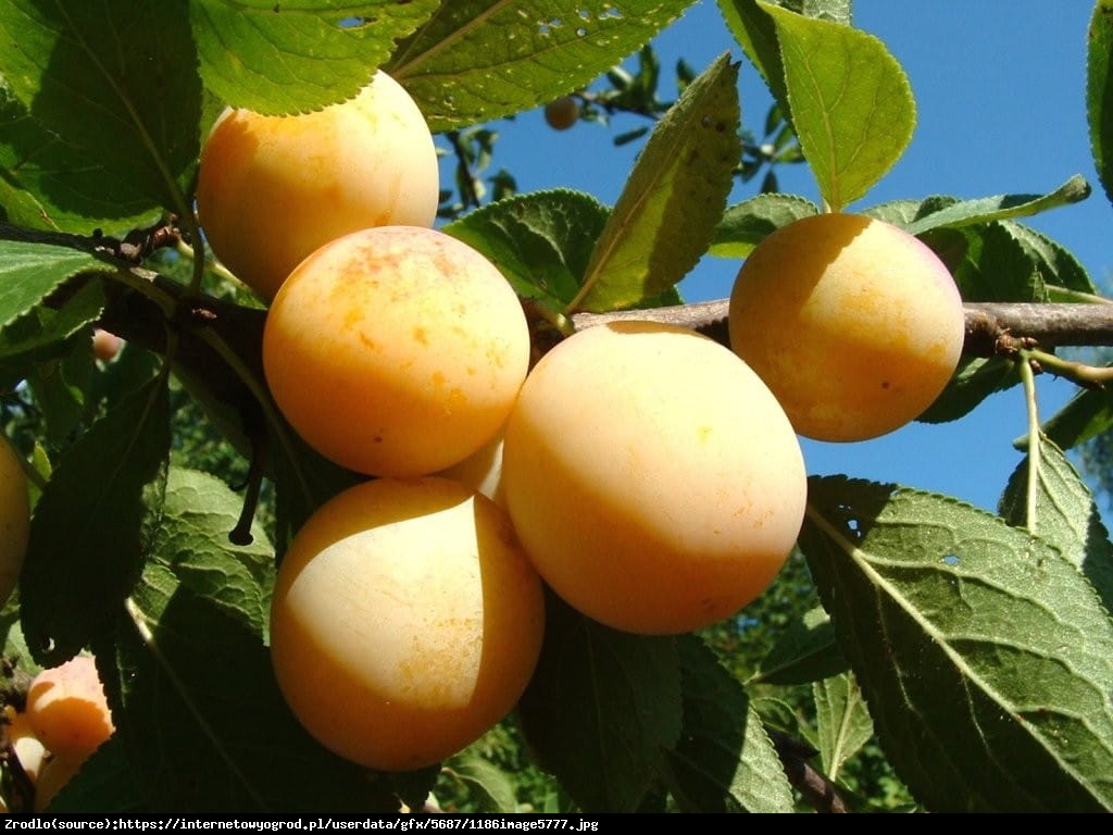 Śliwa Renkloda Ulena - Prunus 