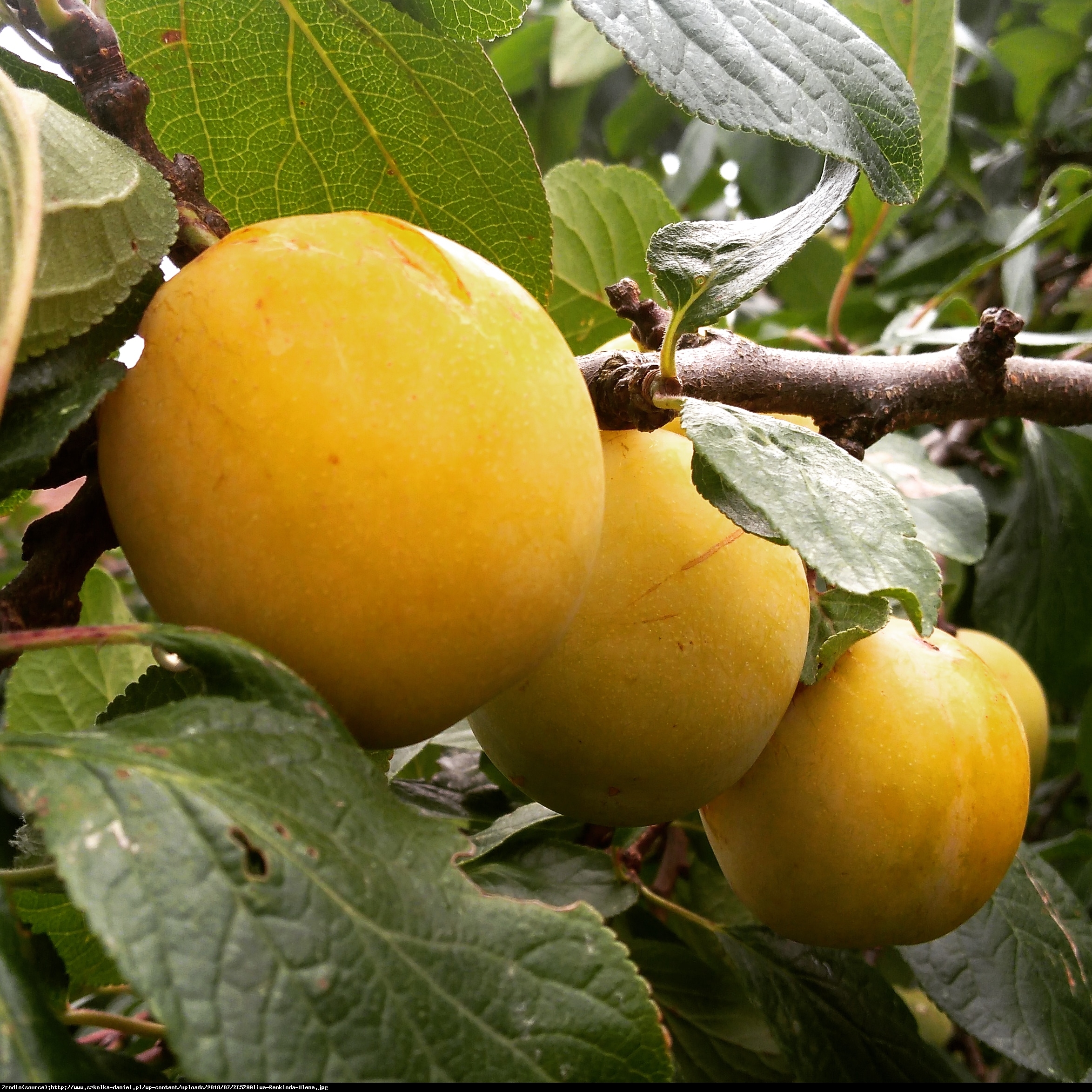 Śliwa Renkloda Ulena - Prunus 