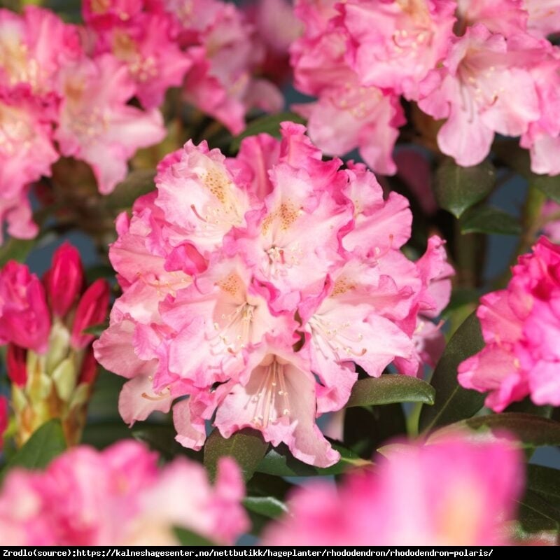 Różanecznik jakuszimański Polaris o romantycznych bladoróżowych kwiatach - Rhododendron yakushimanum Polaris