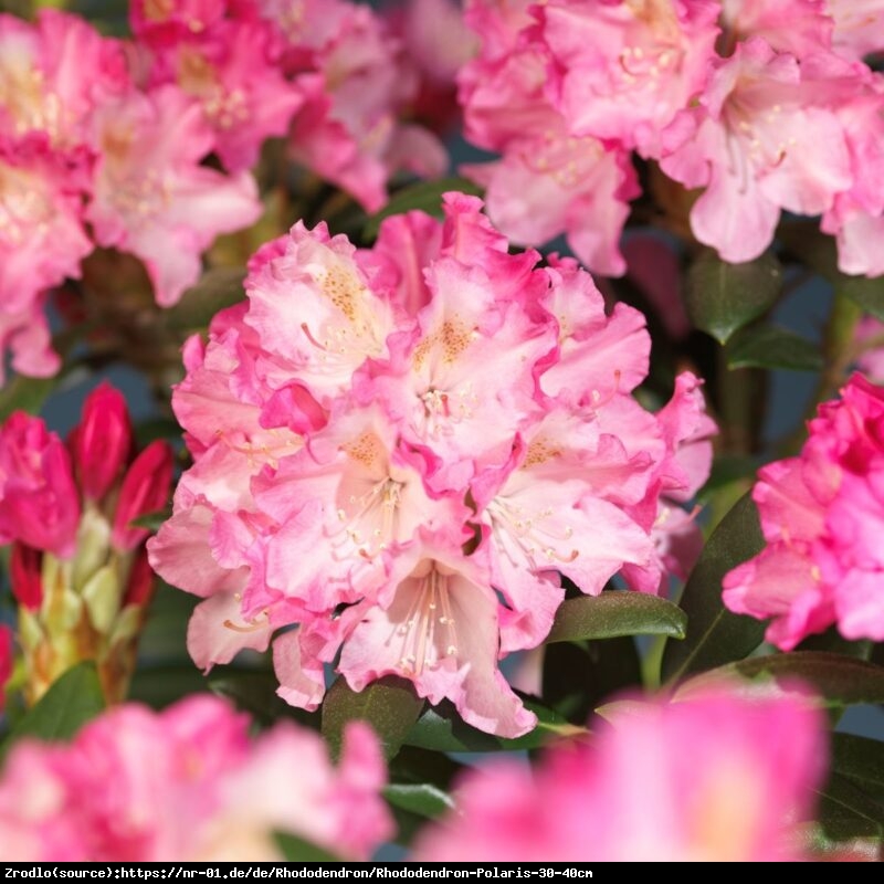 Różanecznik jakuszimański Polaris o romantycznych bladoróżowych kwiatach - Rhododendron yakushimanum Polaris
