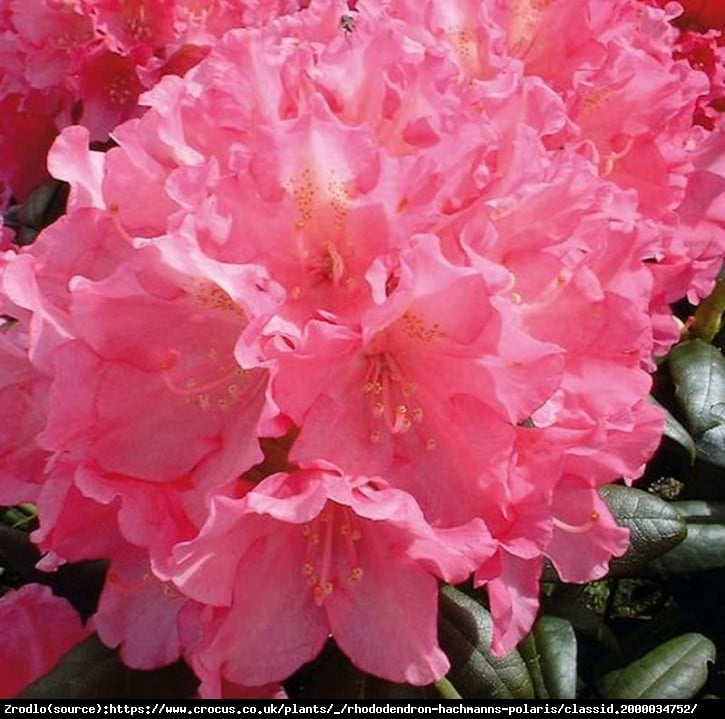 Różanecznik jakuszimański Polaris o romantycznych bladoróżowych kwiatach - Rhododendron yakushimanum Polaris