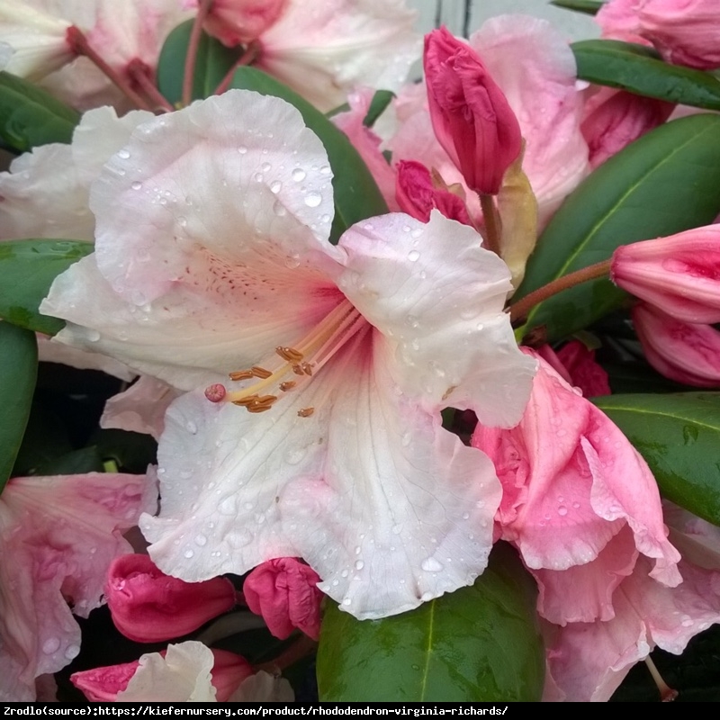 Różanecznik  Virginia Richards - brzoskwiniowe kwiaty, PACHNIE !!! - Rhododendron  Virginia Richards