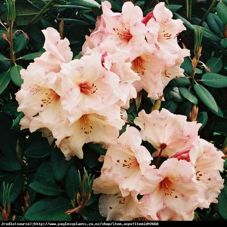 Różanecznik  Virginia Richards - brzoskwiniowe kwiaty, PACHNIE !!! - Rhododendron  Virginia Richards