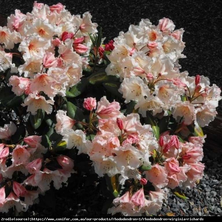 Różanecznik  Virginia Richards - brzoskwiniowe kwiaty, PACHNIE !!! - Rhododendron  Virginia Richards