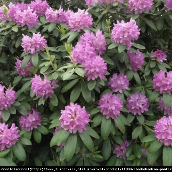 Różanecznik pontyjski ROSEUM - Rhododendron ponticum Roseum