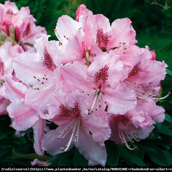 Różanecznik  Albert Schweitzer - duże różowe kwiaty, PACHNĄCY !!! - Rhododendron  Albert Schweitzer