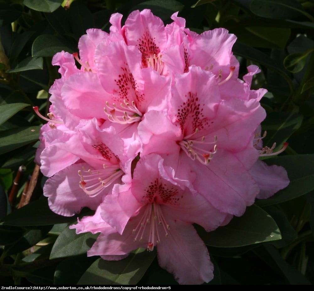 Różanecznik  Albert Schweitzer - duże różowe kwiaty, PACHNĄCY !!! - Rhododendron  Albert Schweitzer