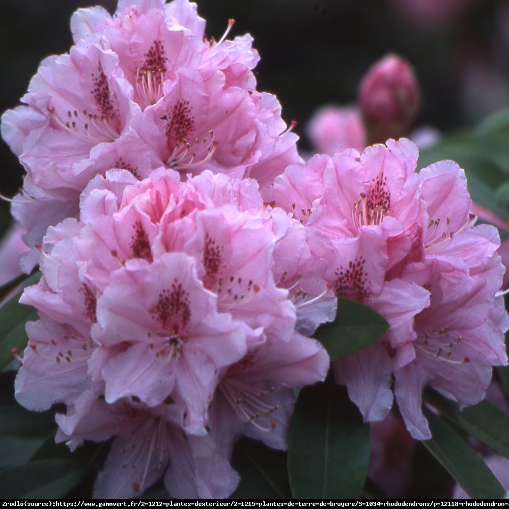 Różanecznik  Albert Schweitzer - duże różowe kwiaty, PACHNĄCY !!! - Rhododendron  Albert Schweitzer