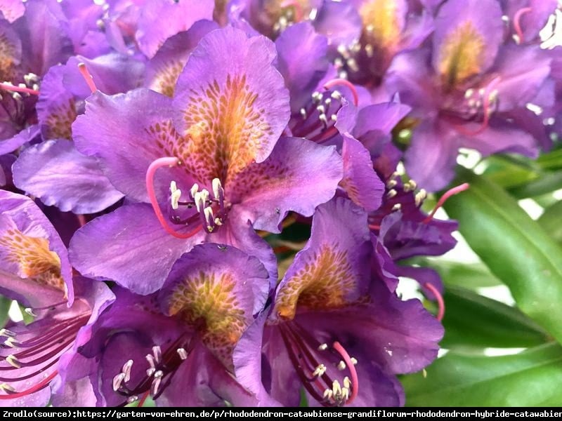 Różanecznik Catawbiense Grandiflorum - klasyka gatunku - Rododendron Catawbiense Grandiflorum