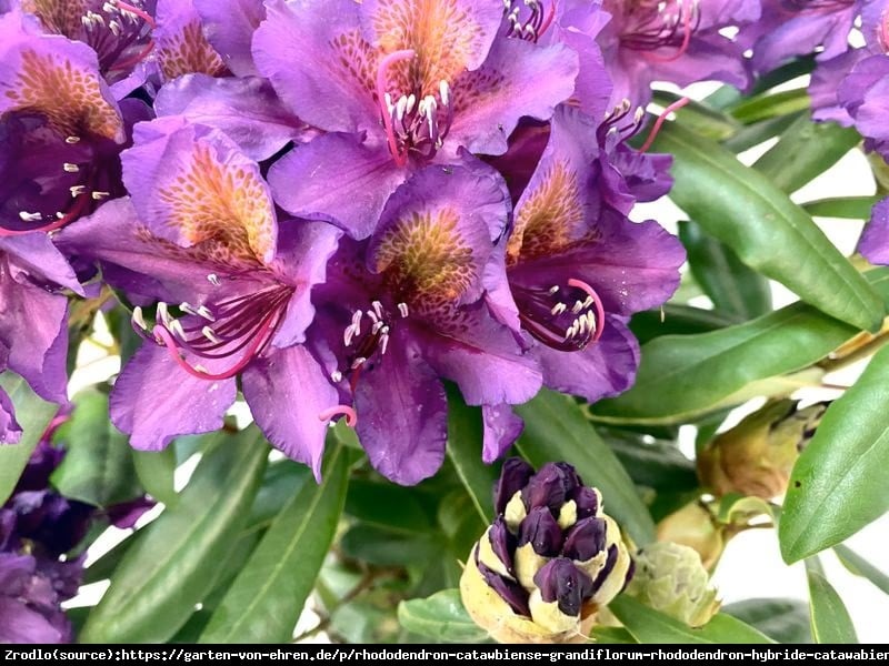 Różanecznik Catawbiense Grandiflorum - klasyka gatunku - Rododendron Catawbiense Grandiflorum