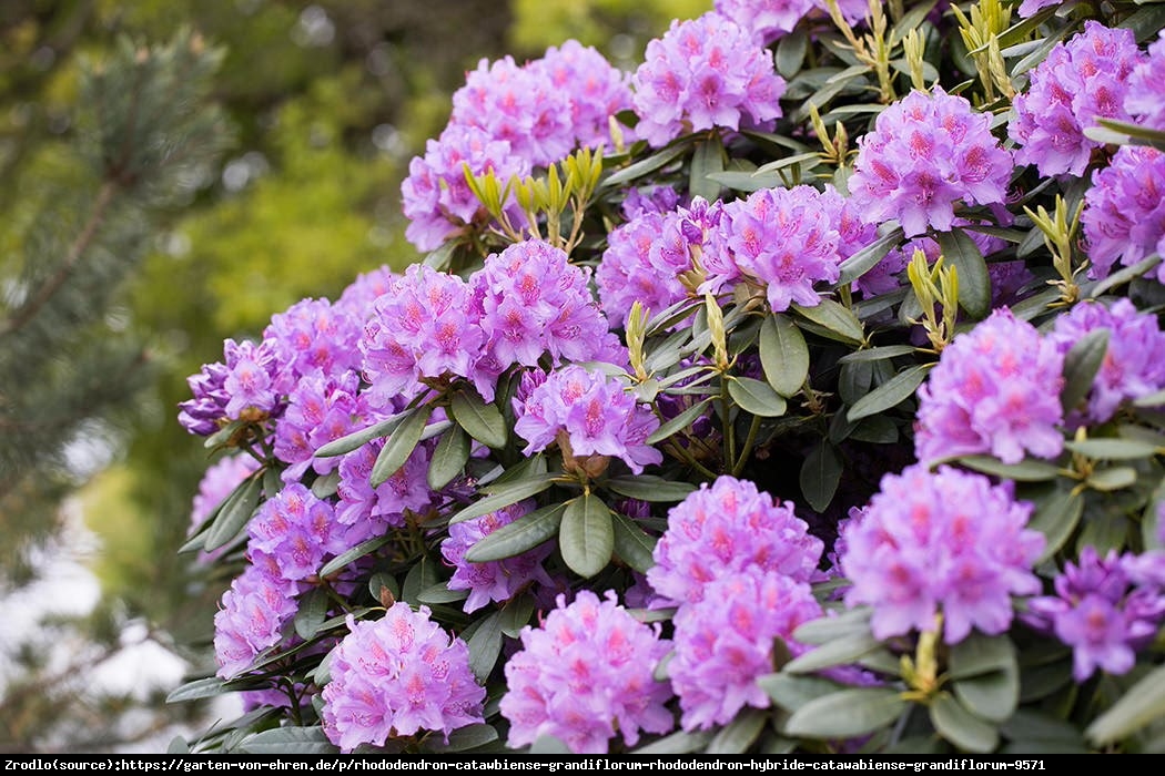 Różanecznik Catawbiense Grandiflorum - klasyka gatunku - Rododendron Catawbiense Grandiflorum