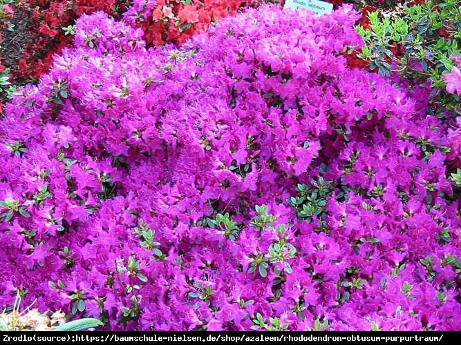 Azalia japońska  Purpurtraum-purpurowofioletowe kwiaty - Azalea japonica  Purpurtraum