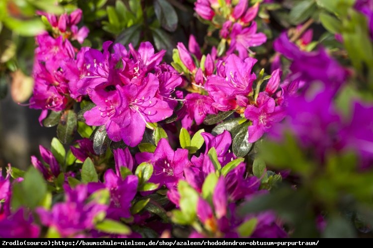 Azalia japońska  Purpurtraum-purpurowofioletowe kwiaty - Azalea japonica  Purpurtraum