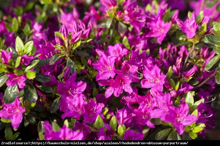 Azalia japońska  Purpurtraum-purpurowofioletowe kwiaty - Azalea japonica  Purpurtraum