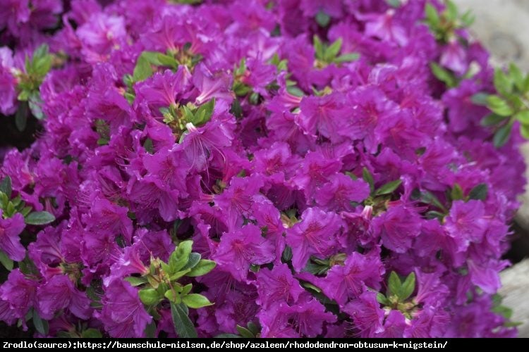 Azalia japońska Königstein - Azalea japonica  Königstein