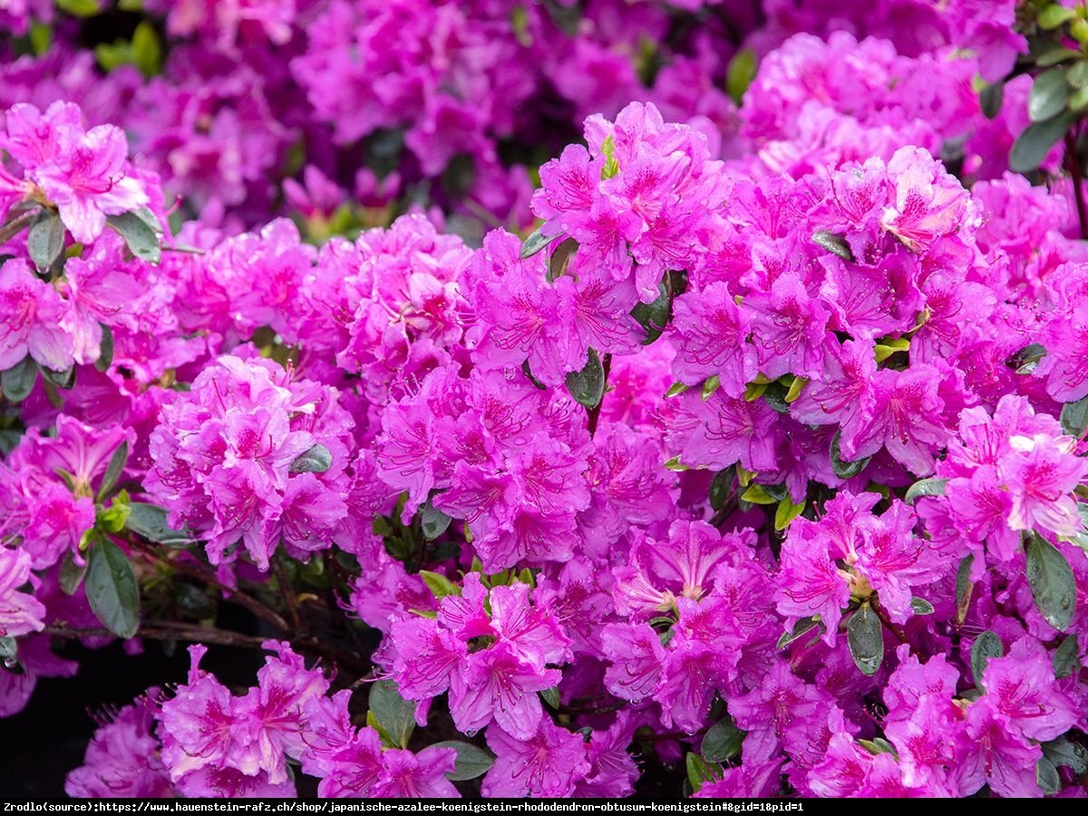 Azalia japońska Königstein - Azalea japonica  Königstein