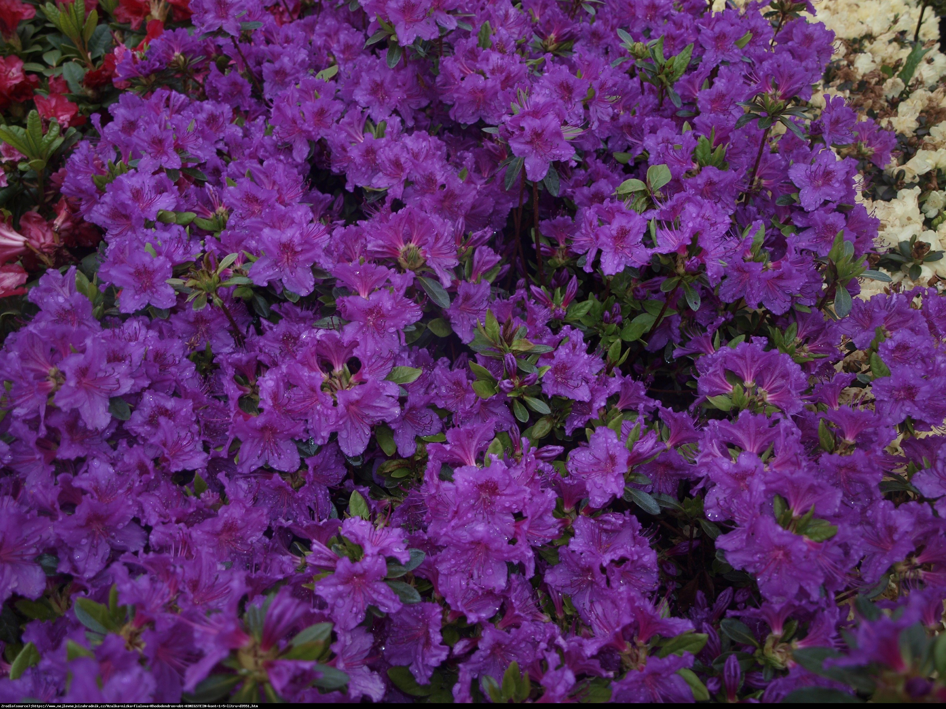 Azalia japońska Königstein - Azalea japonica  Königstein