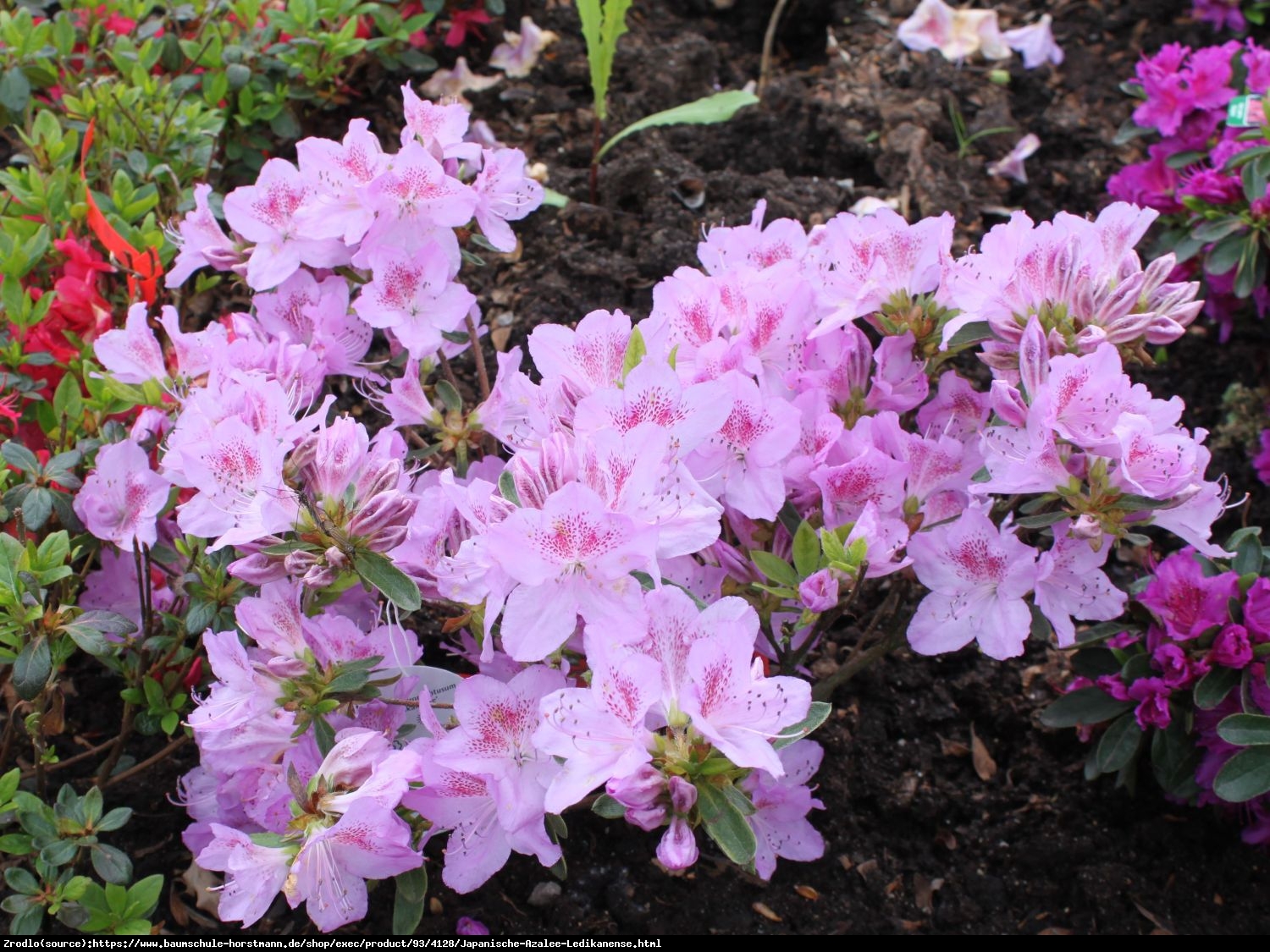 Azalia japońska  Ledikanense - Azalea japonica  Ledikanense