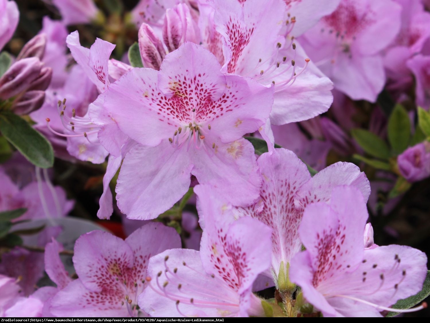 Azalia japońska  Ledikanense - Azalea japonica  Ledikanense