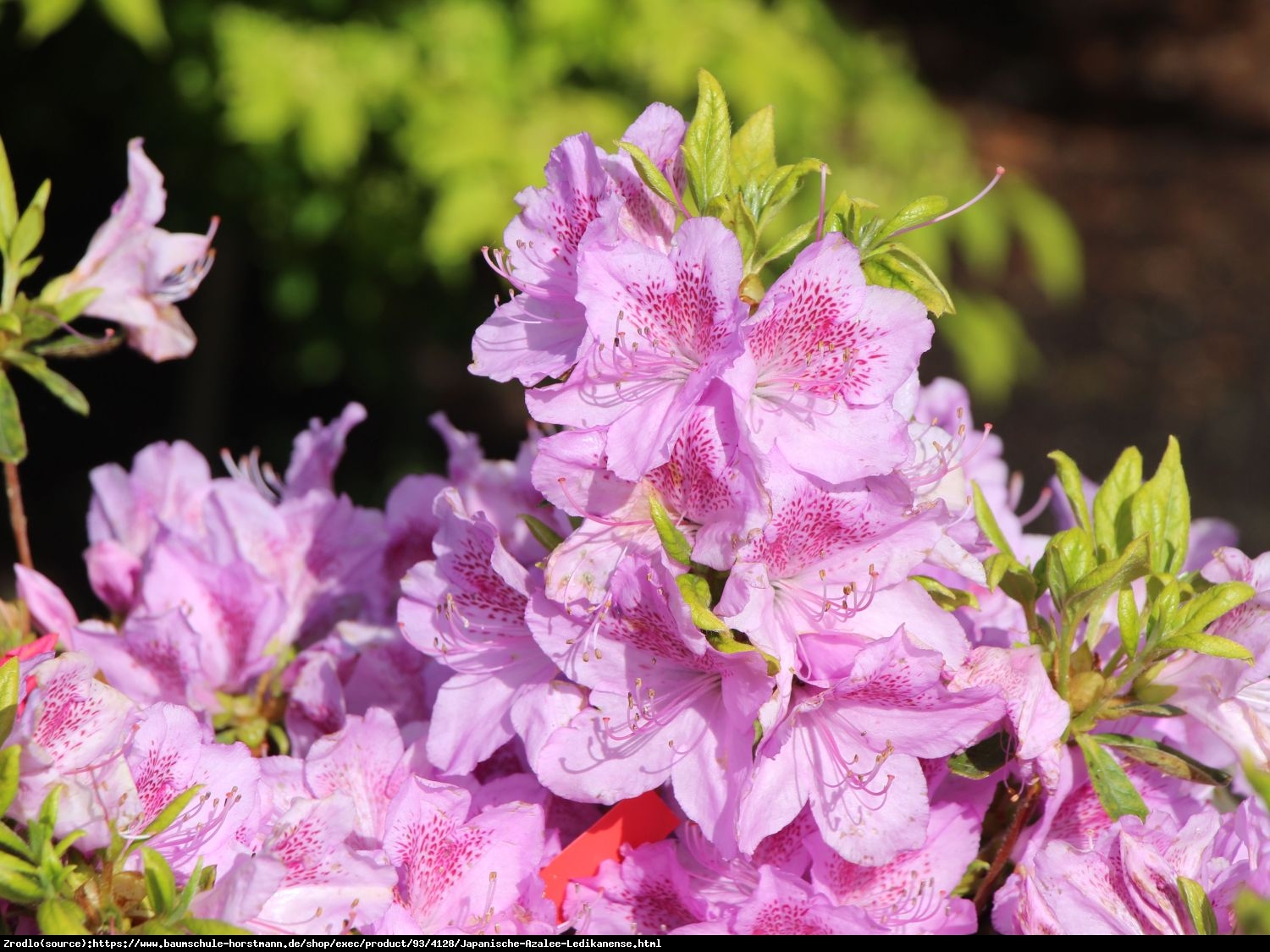 Azalia japońska  Ledikanense - Azalea japonica  Ledikanense